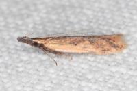 Dichomeris acuminata