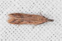 Dichomeris acuminata