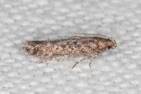 Tuta absoluta