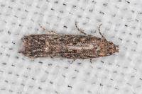 Tuta absoluta