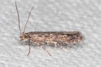 Tuta absoluta