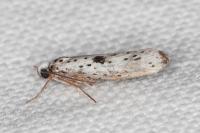Yponomeuta plumbella