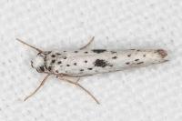 Yponomeuta plumbella