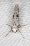 Yponomeuta plumbella