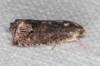 Cydia splendana
