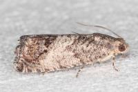 Cydia splendana
