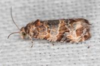 Lobesia botrana