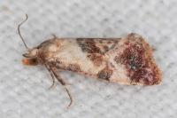 Neocochylis millierana