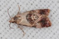 Neocochylis millierana