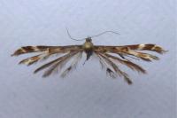 Procapperia linariae