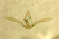 Procapperia linariae