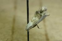 Elachista lugdunensis