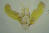 Elachista lugdunensis