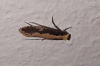 Monopis crocicapitella