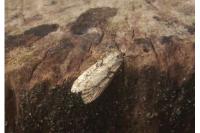 Diurnea fagella