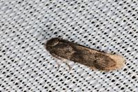 Blastobasis glandulella