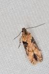 Scrobipalpa costella