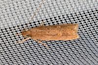Helcystogramma triannulella