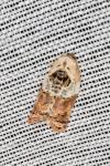 Acleris variegana