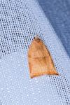 Archips podana
