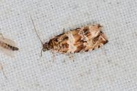 Celypha cespitana