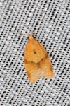Clepsis consimilana