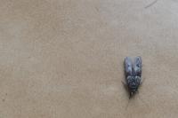 Tortricodes alternella