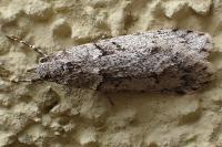 Diurnea fagella