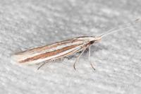 Coleophora bilineella