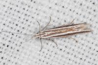 Coleophora bilineella