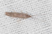 Coleophora