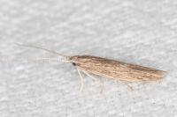 Coleophora