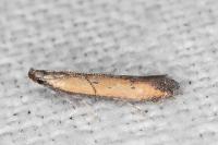 Mesophleps trinotella