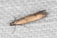 Mesophleps trinotella