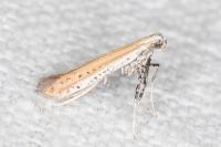 Aspilapteryx tringipennella