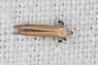 Aspilapteryx tringipennella