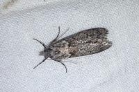 Diurnea fagella