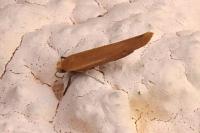 Zelleria hepariella