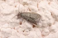 Penestoglossa dardoinella
