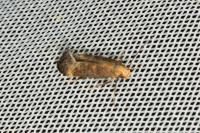 Apodia bifractella