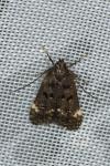 Dichomeris alacella