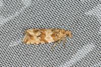 Celypha cespitana