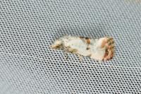 Neocochylis hybridella