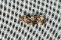 Endothenia gr. gentianaeana