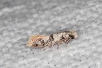 Infurcitinea atrifasciella