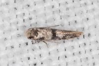 Infurcitinea atrifasciella