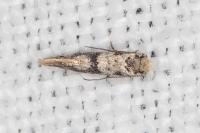 Infurcitinea atrifasciella