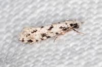 Nemapogon nevadellus