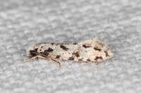 Nemapogon nevadellus