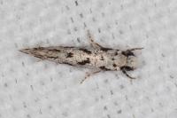 Nemapogon nevadellus